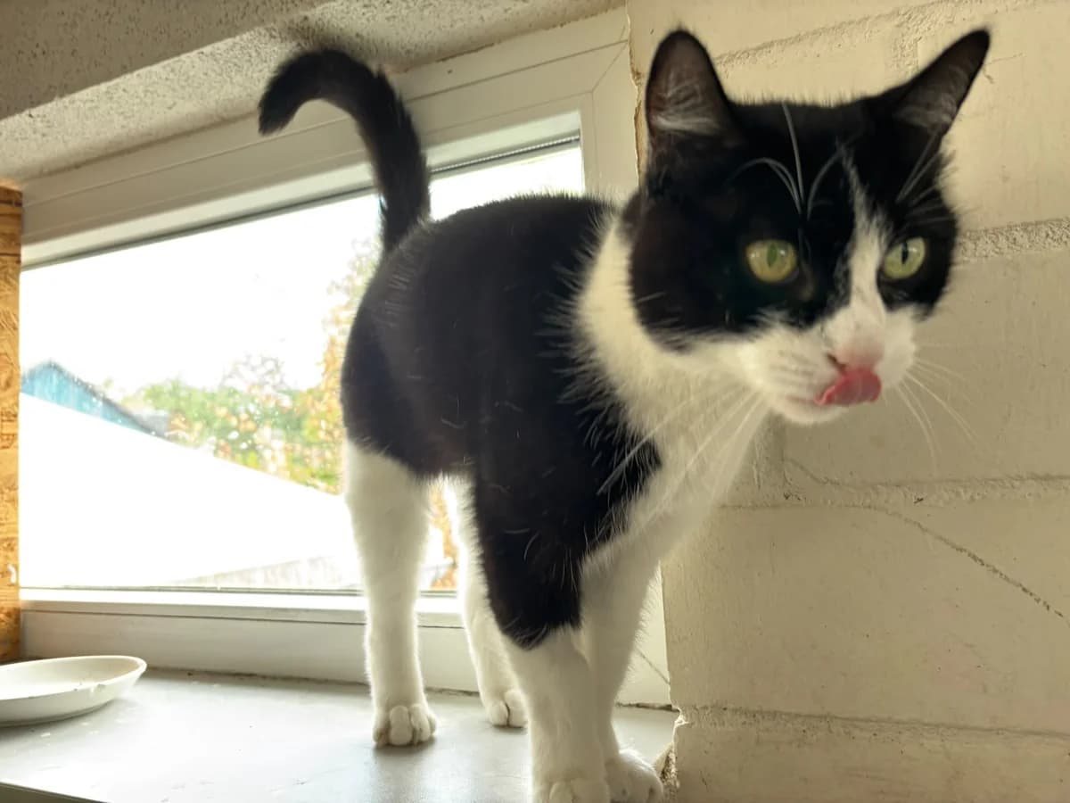 Torben, male 6yo European Shorthair for adoption at Tierheim Hilden, Hilden