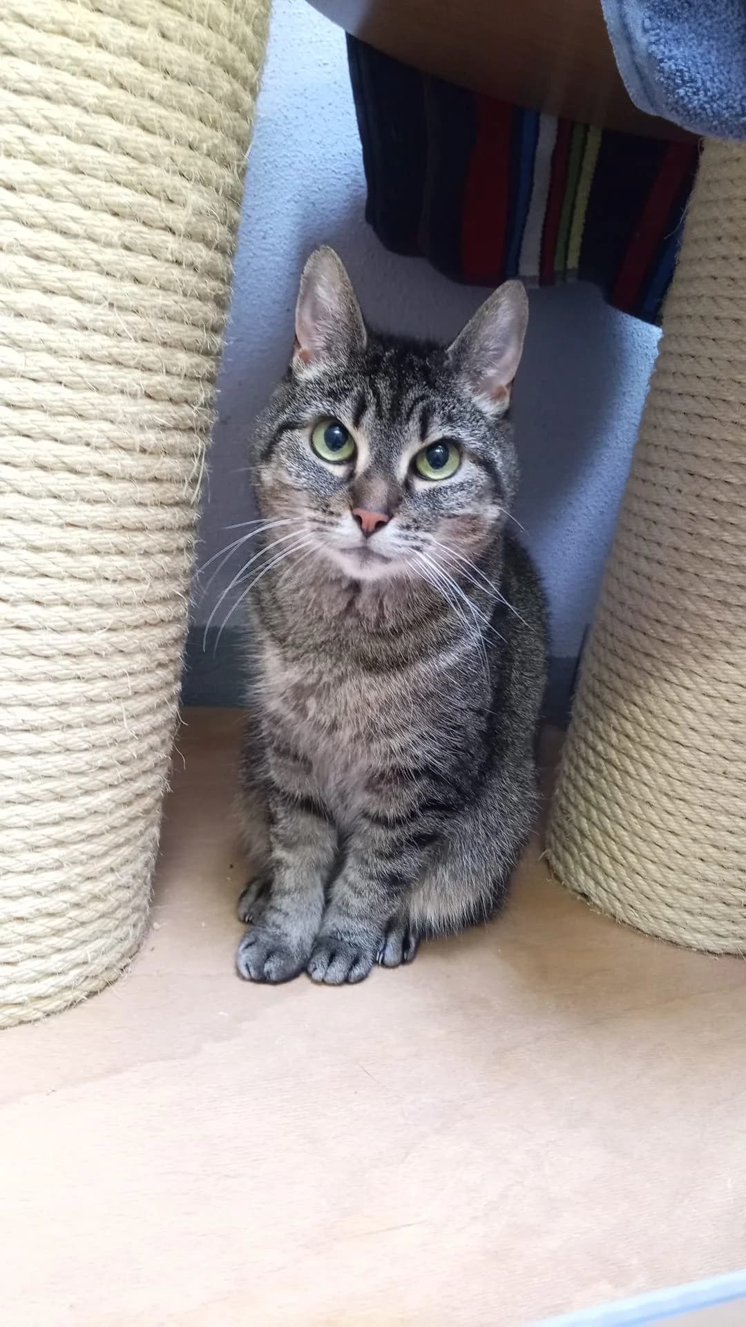 Flieder & Tulpe, senior European Shorthair for adoption at Tierheim Hilden, Hilden