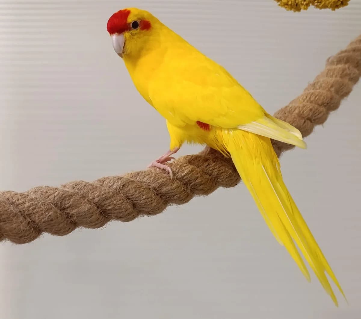 Ursu, male mixed breed for adoption at Tierheim Hilden, Hilden