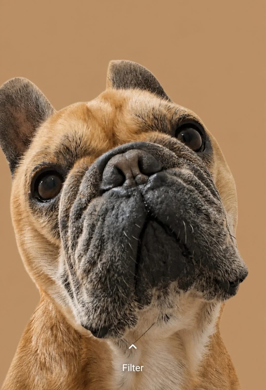 Yoda, male 5yo French Bulldog for adoption at Tierheim Hilden, Hilden