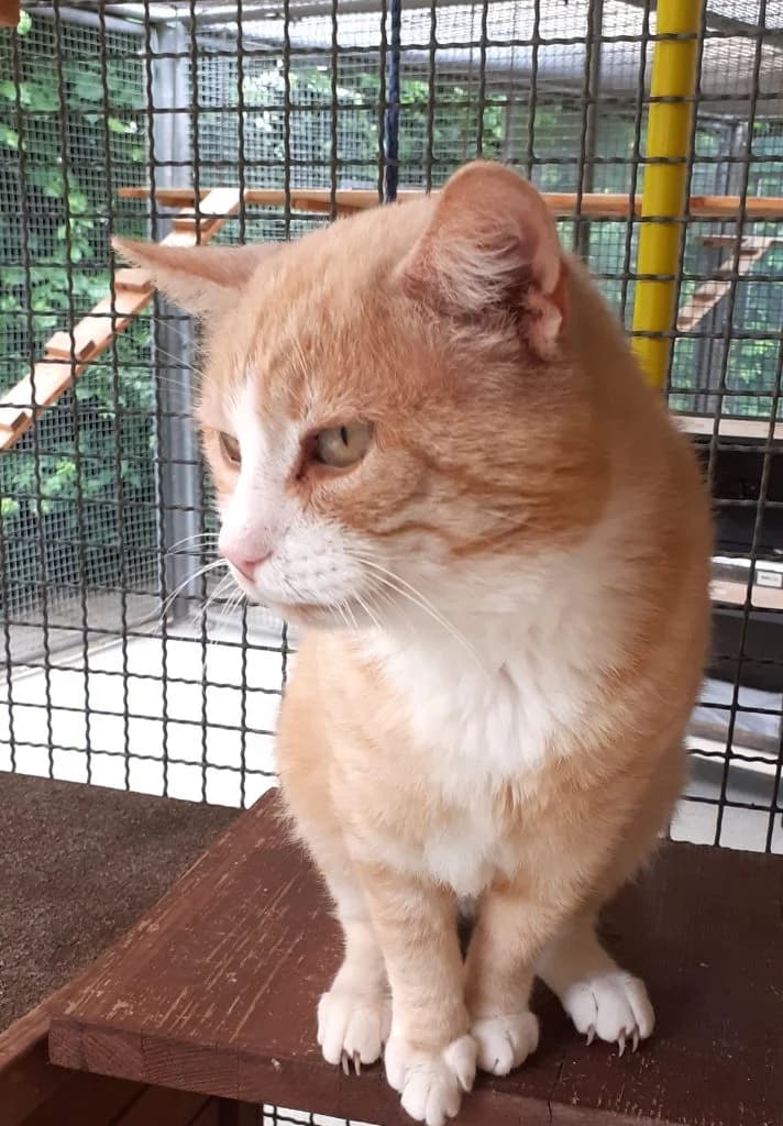 Tom, male Mixed Breed for adoption at Tierheim Hof, Hof
