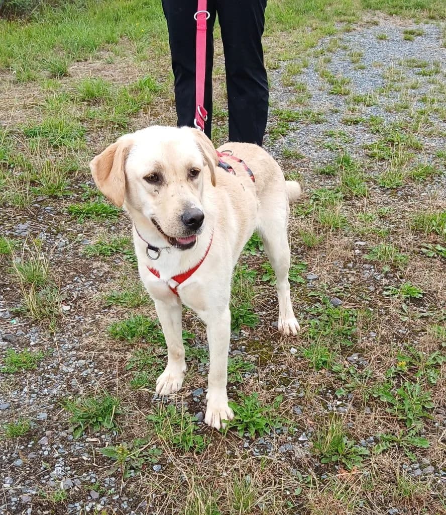 Hund Jette, female Mixed Breed for adoption at Tierheim Hof, Hof