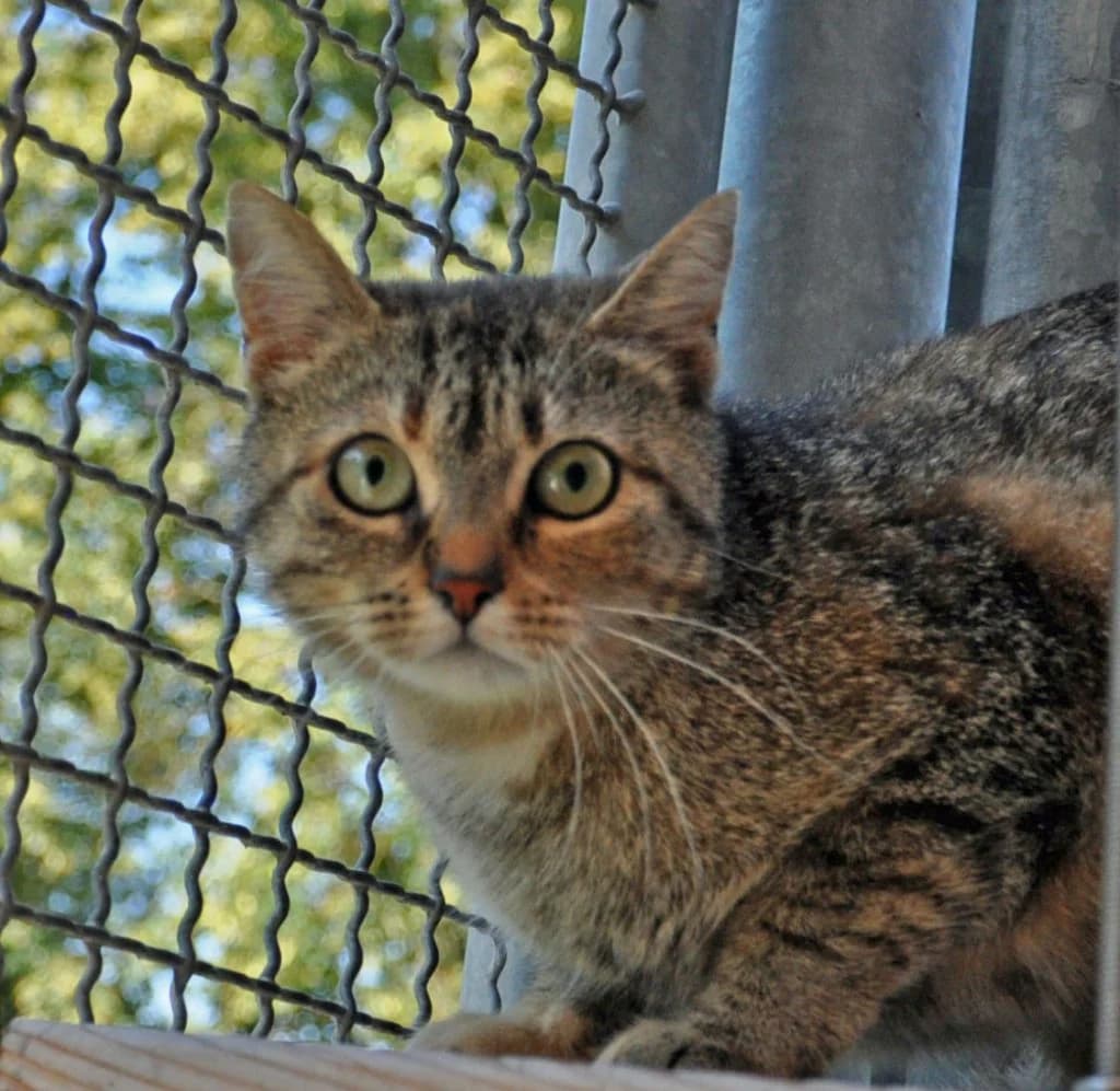 Finchen, young Mixed Breed for adoption at Tierheim Hof, Hof