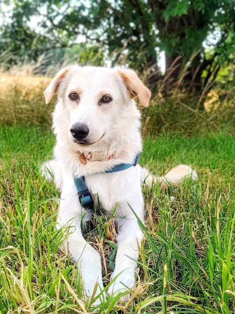 Hund Paula, female Mixed Breed for adoption at Tierheim Hof, Hof