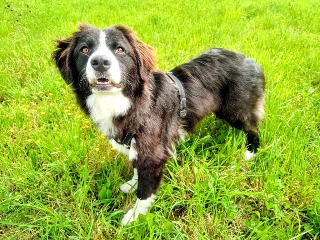 Xena, schwarz female young Mixed Breed for adoption at Tierheim Hof, Hof