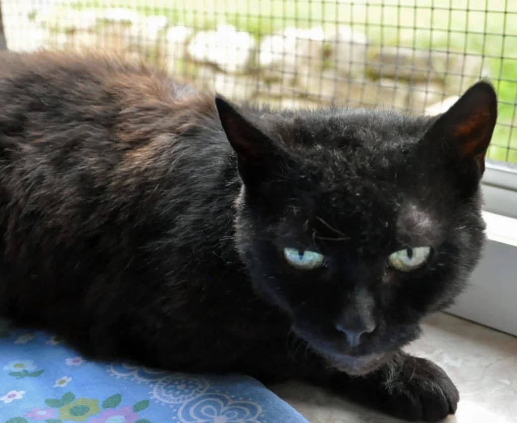 Nena, senior Mixed Breed for adoption at Tierheim Hof, Hof