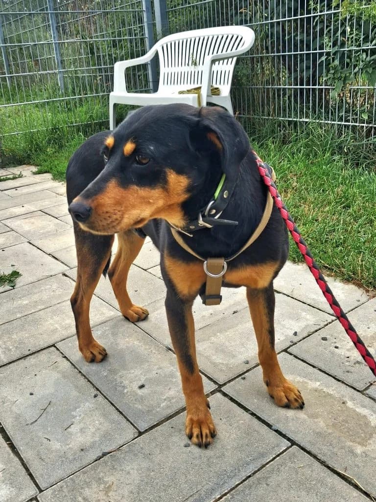Emmi, female 5yo Mixed Breed for adoption at Tierheim Hof, Hof