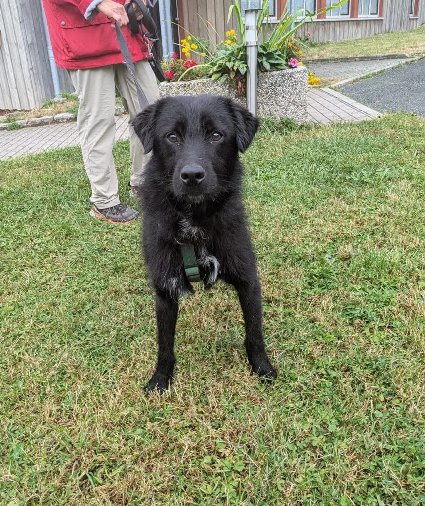 Hund Rudi, male young Mixed Breed for adoption at Tierheim Hof, Hof