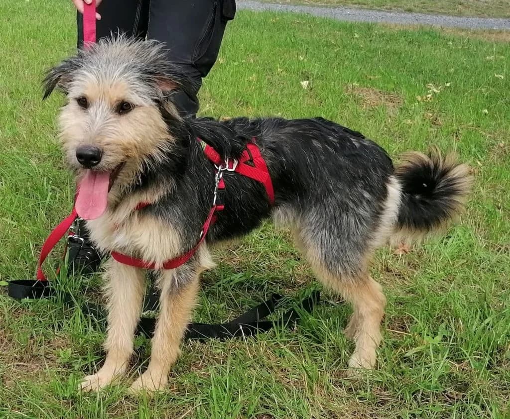 Hund Romy, female Mixed Breed for adoption at Tierheim Hof, Hof