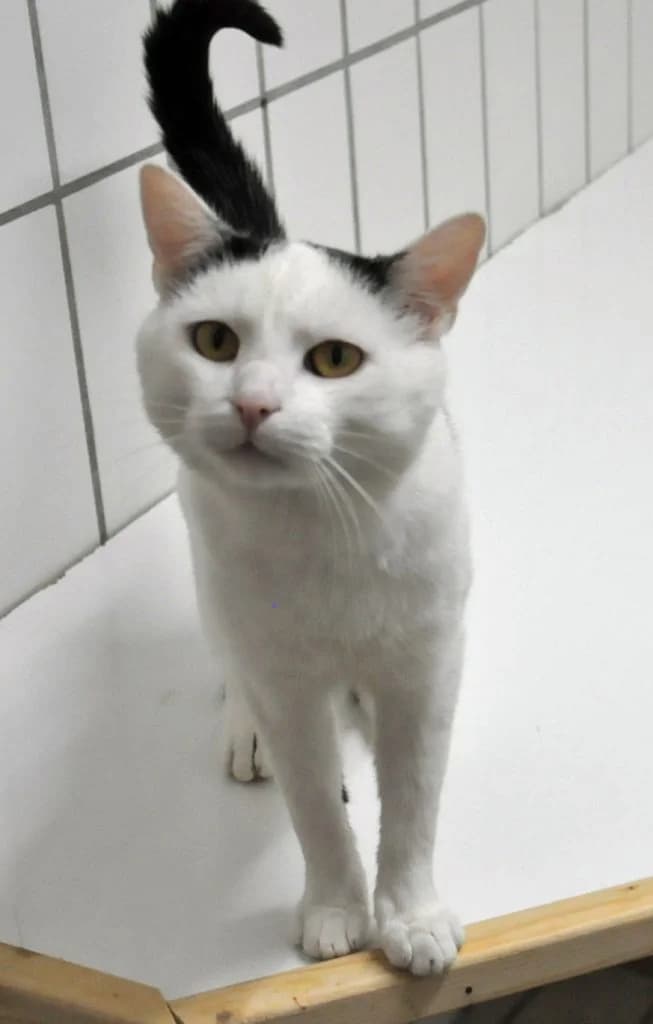 Herbert, male Mixed Breed for adoption at Tierheim Hof, Hof