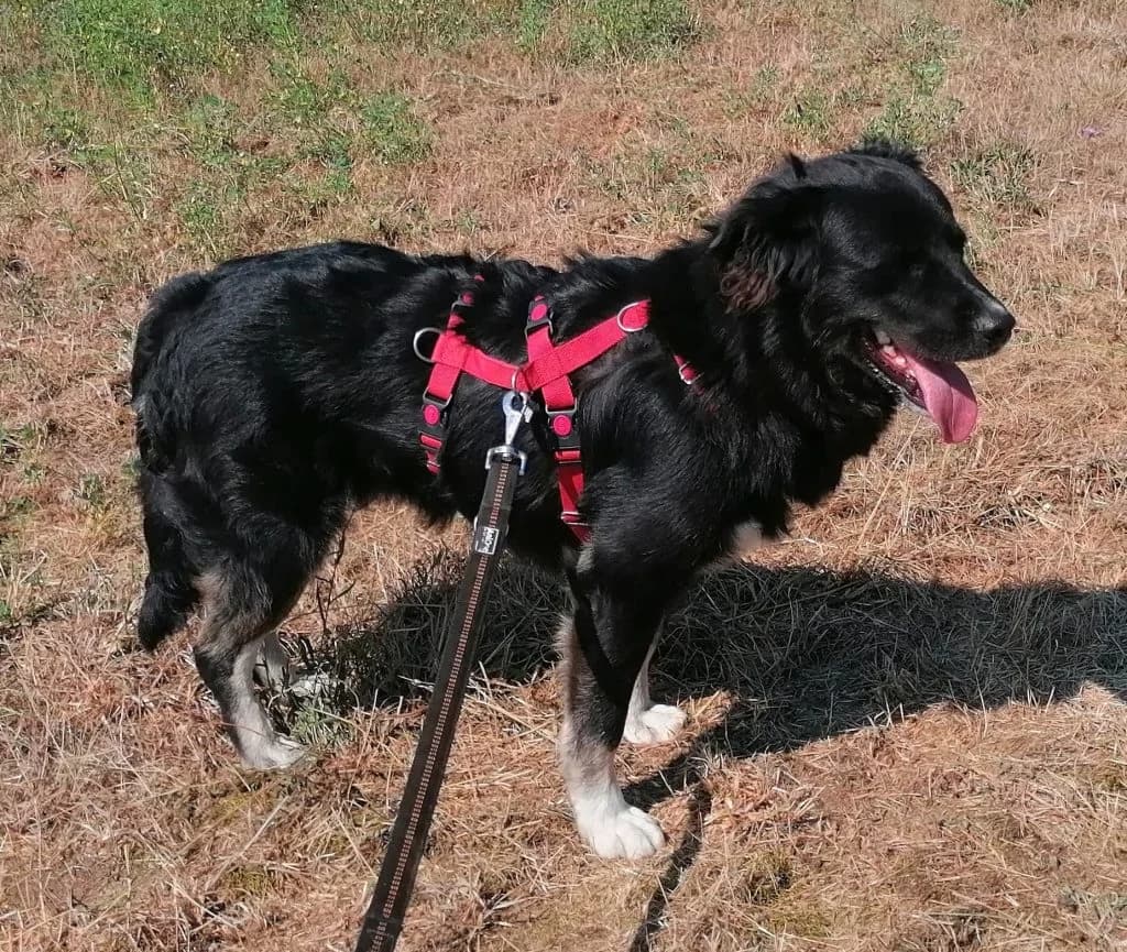 Hund Robby, male young Mixed Breed for adoption at Tierheim Hof, Hof