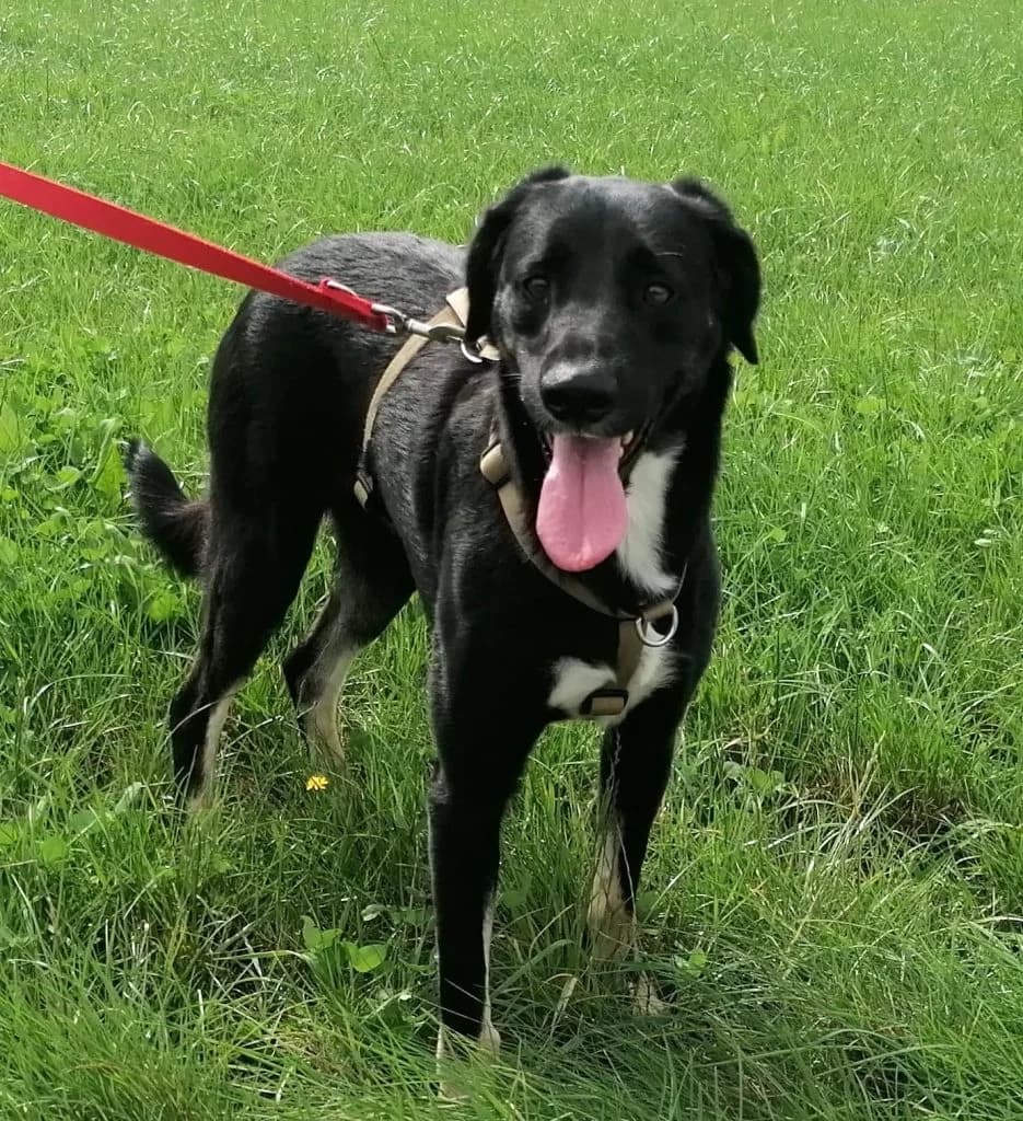Hund Hook, male Mixed Breed for adoption at Tierheim Hof, Hof