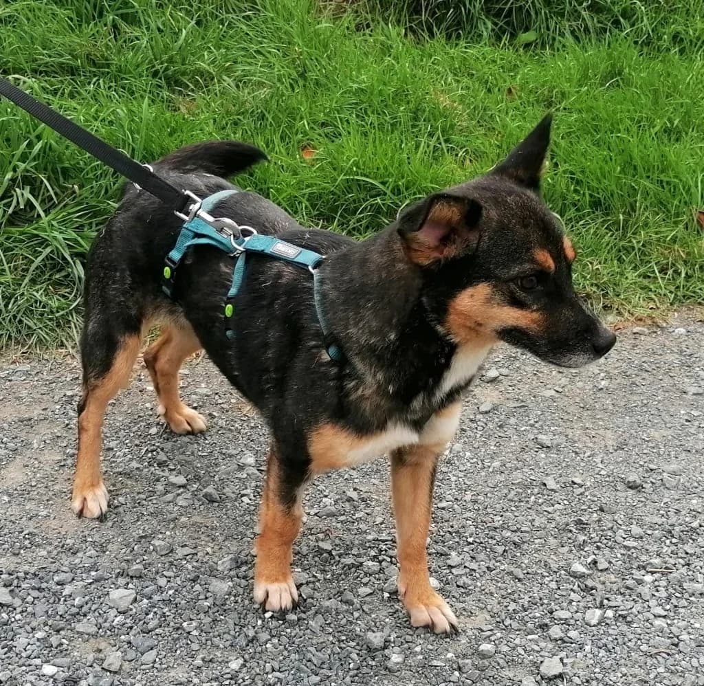 Hund Rosie, female 4yo Mixed Breed for adoption at Tierheim Hof, Hof