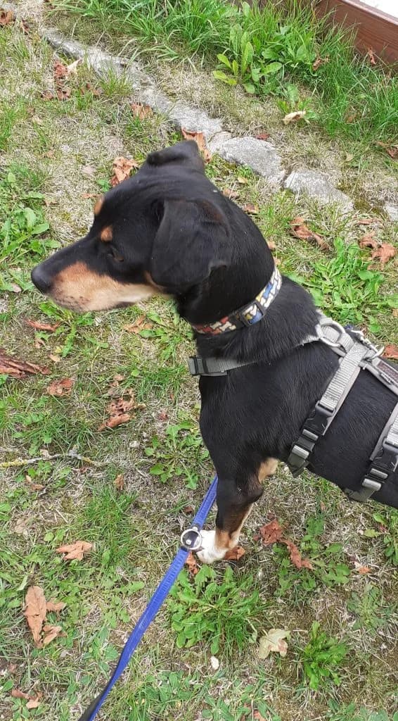 Hund Eddy, male young Mixed Breed for adoption at Tierheim Hof, Hof