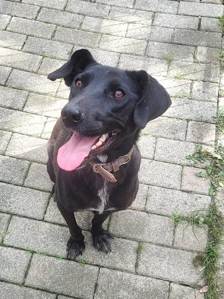 Hund Alma, female 3yo Mixed Breed for adoption at Tierheim Hof, Hof