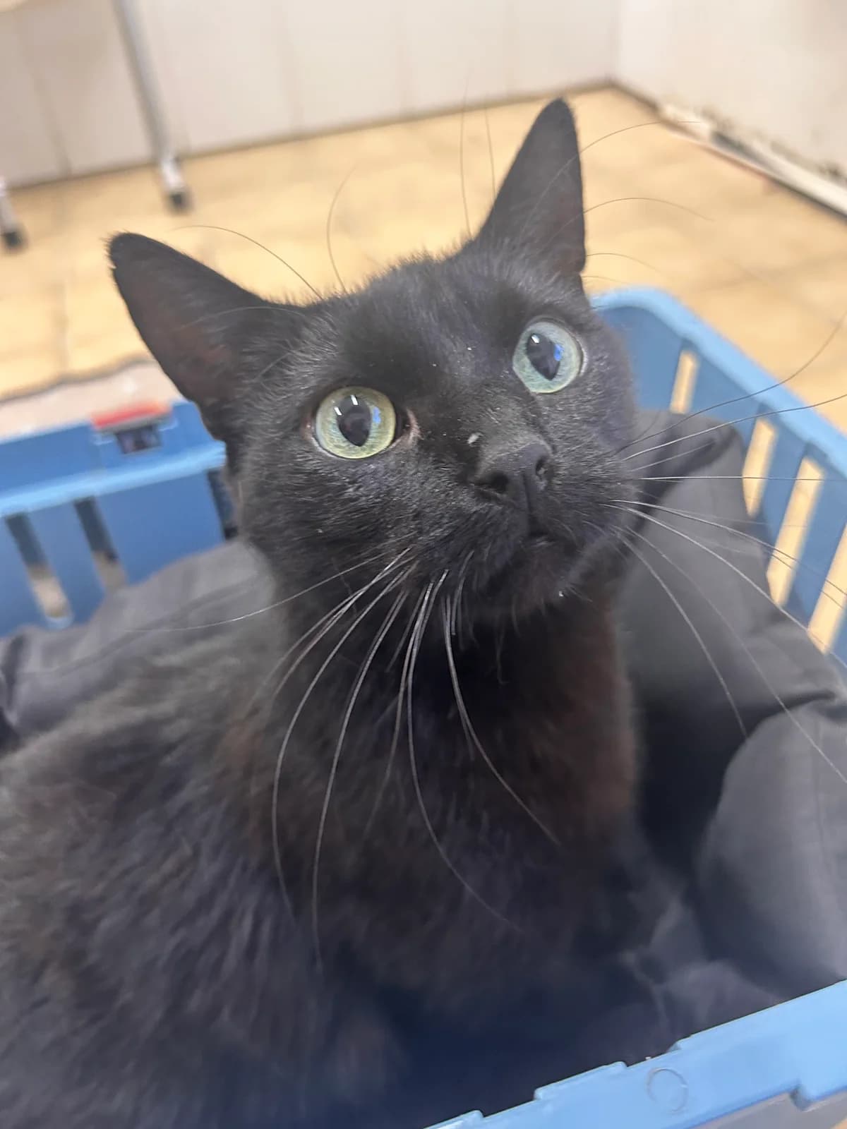 Stormy, female European Shorthair for adoption at Tierheim Holzminden, Holzminden