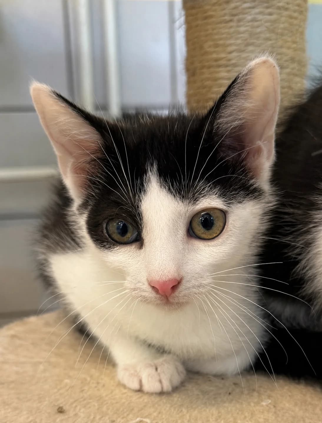 Strolch, male European Shorthair for adoption at Tierheim Holzminden, Holzminden