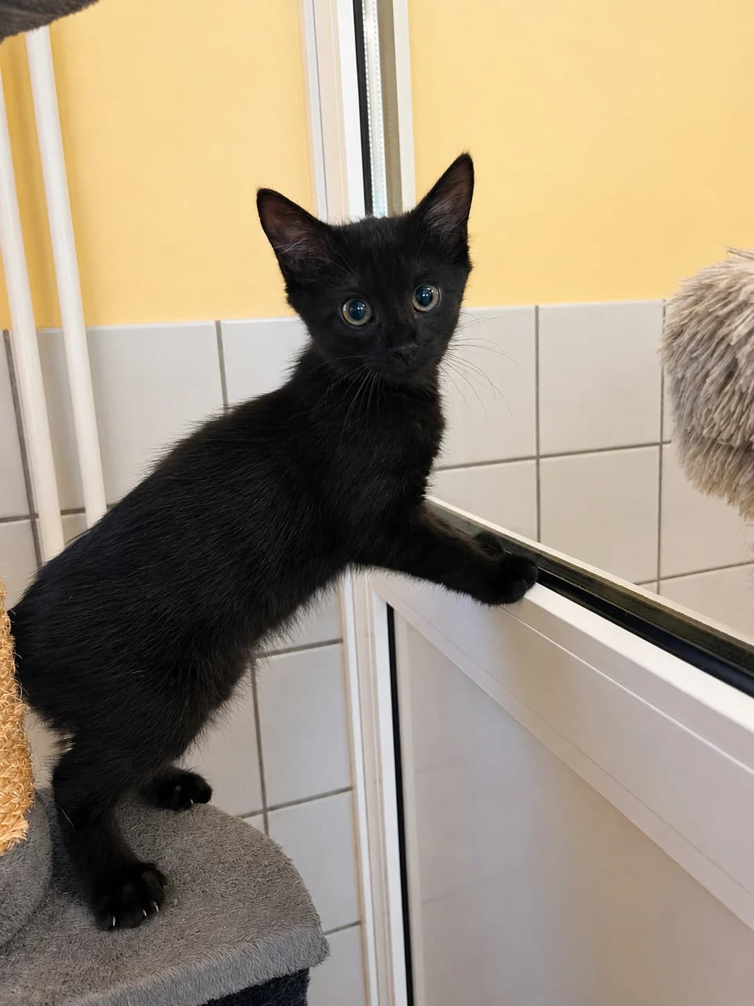 Dalia, female puppy European Shorthair for adoption at Tierheim Holzminden, Holzminden
