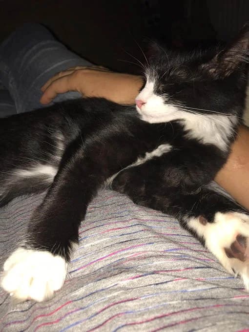 Katze Helga, male Mixed Breed for adoption at Tierheim Horka, Horka