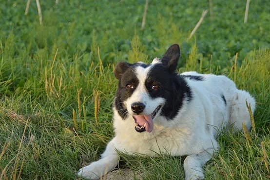 Nachricht von Mila, female Mixed Breed for adoption at Tierheim Horka, Horka