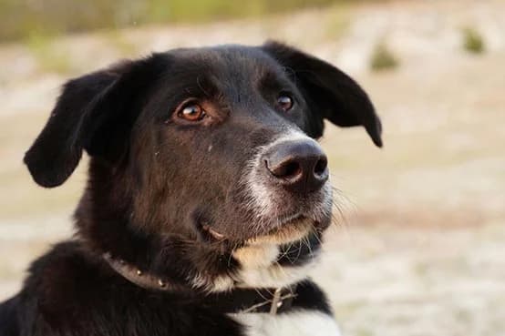 Addy braucht dringend Hilfe, male puppy Mixed Breed for adoption at Tierheim Horka, Horka