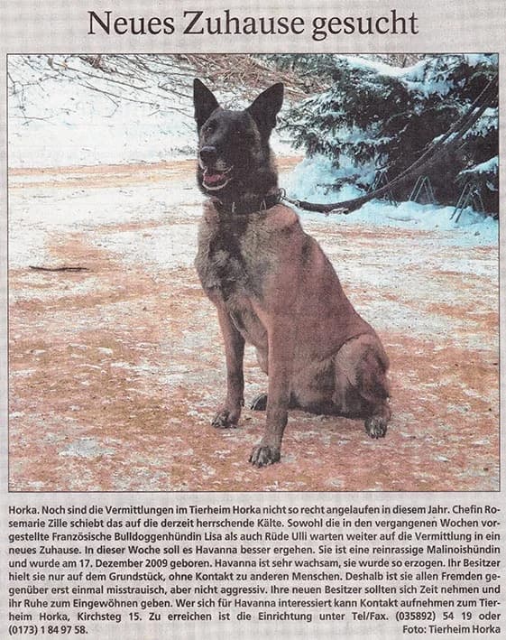 Malinois Havanna sucht neues Zuhause, female Mixed Breed for adoption at Tierheim Horka, Horka