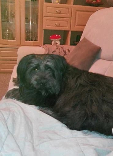 Neuigkeiten von Molly, female young Mixed Breed for adoption at Tierheim Horka, Horka