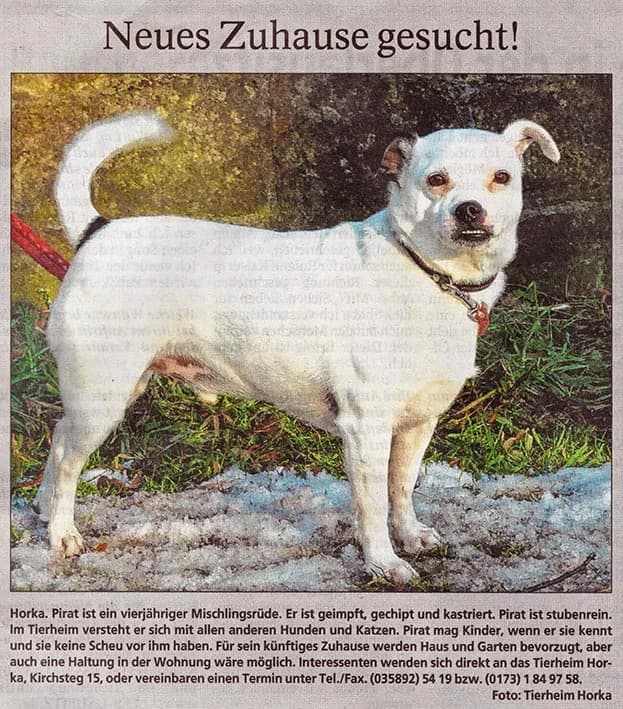 Pirat sucht neues Zuhause, male Mixed Breed for adoption at Tierheim Horka, Horka