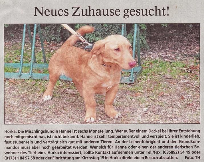 Hanne sucht neues Zuhause, female puppy Mixed Breed for adoption at Tierheim Horka, Horka