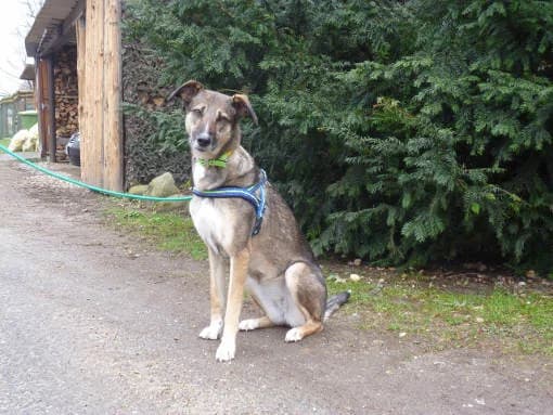 Kira sucht neues Zuhause, female Mixed Breed for adoption at Tierheim Horka, Horka