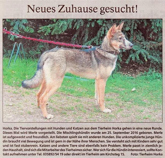 Merle sucht neues Zuhause, merle female Mixed Breed for adoption at Tierheim Horka, Horka