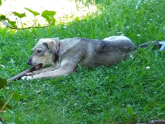 Grüße von Hündin Kathi, female puppy Mixed Breed for adoption at Tierheim Horka, Horka