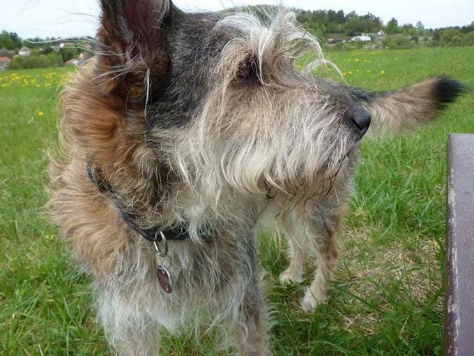 Rüde Bee braucht eure Hilfe, male senior Mixed Breed for adoption at Tierheim Horka, Horka