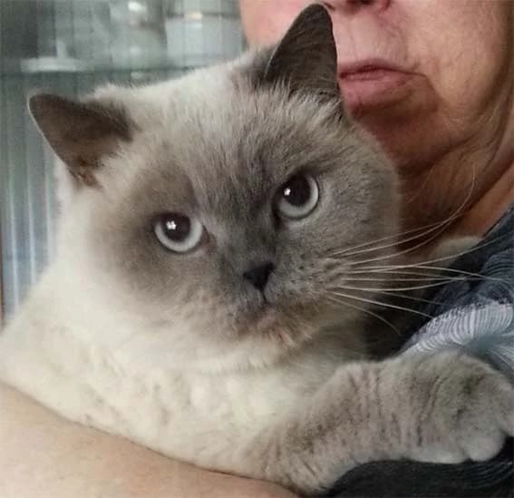 Katze Coco ist wieder da, Mixed Breed for adoption at Tierheim Horka, Horka