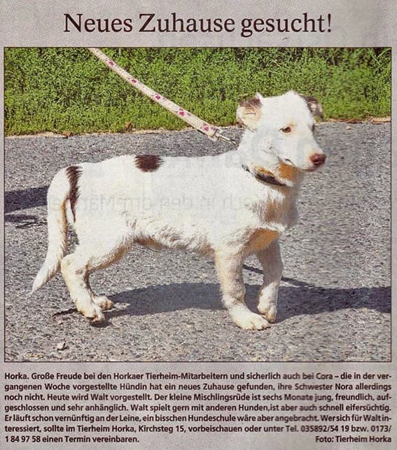 Walt sucht neues Zuhause, male puppy Mixed Breed for adoption at Tierheim Horka, Horka