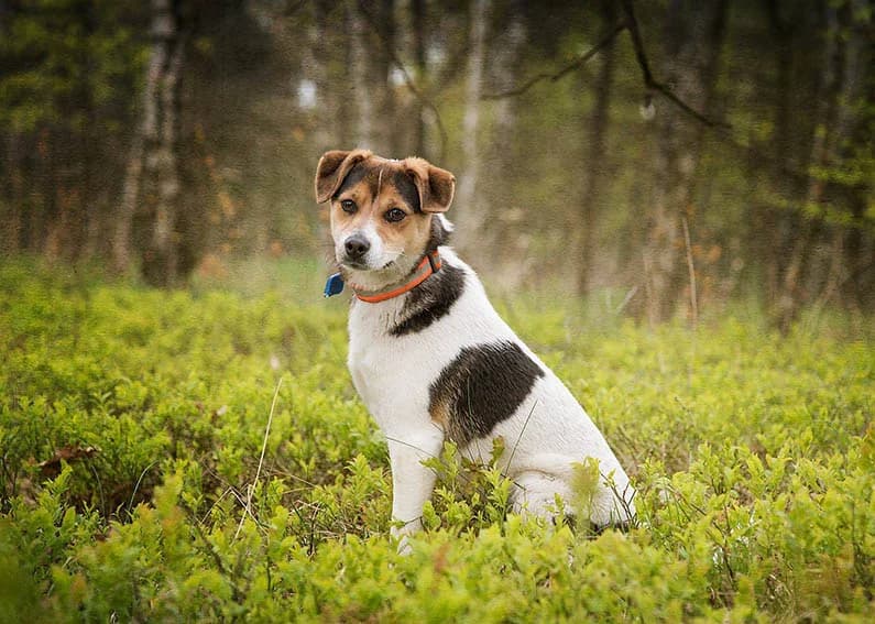 Caro sucht neues Zuhause, Mixed Breed for adoption at Tierheim Horka, Horka