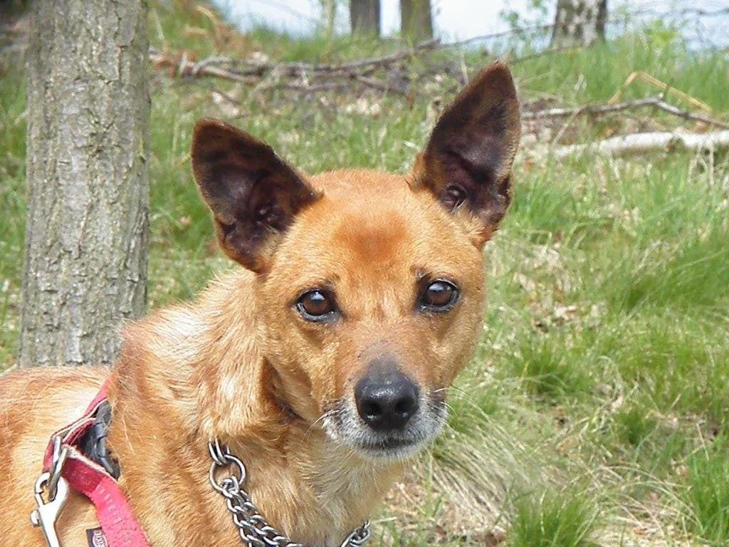 Andy sucht neues Zuhause, male 5yo Mixed Breed for adoption at Tierheim Horka, Horka