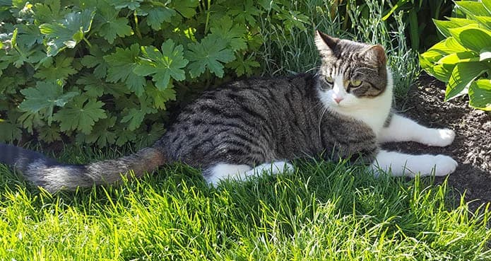 Kater Leo ist verschwunden, male Mixed Breed for adoption at Tierheim Horka, Horka