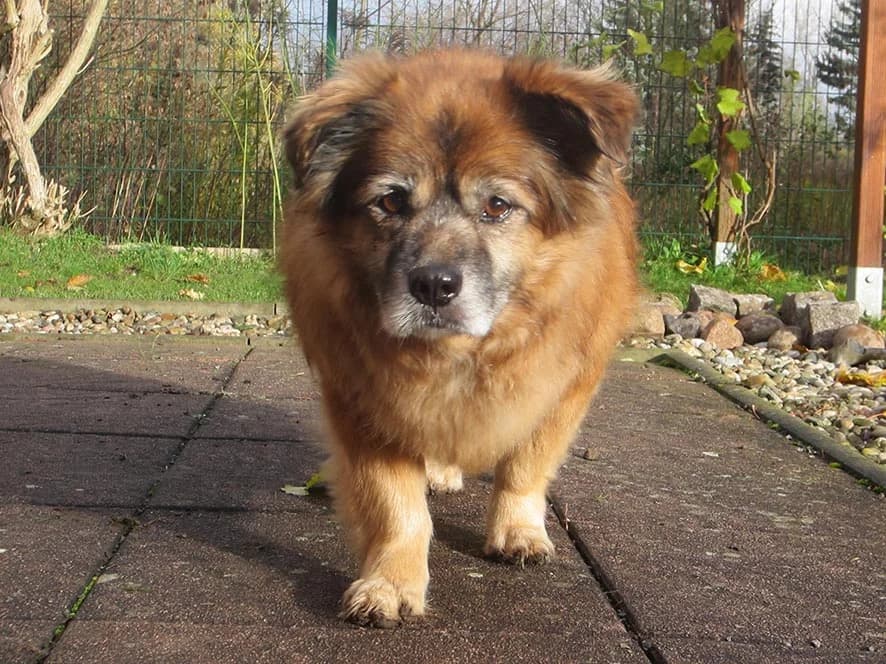 Weihnachtsgrüße von Teddy, senior Mixed Breed for adoption at Tierheim Horka, Horka