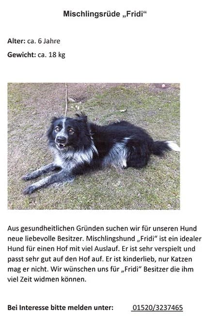 Mischlingsrüde Fridi sucht neues Zuhause, male Mixed Breed for adoption at Tierheim Horka, Horka