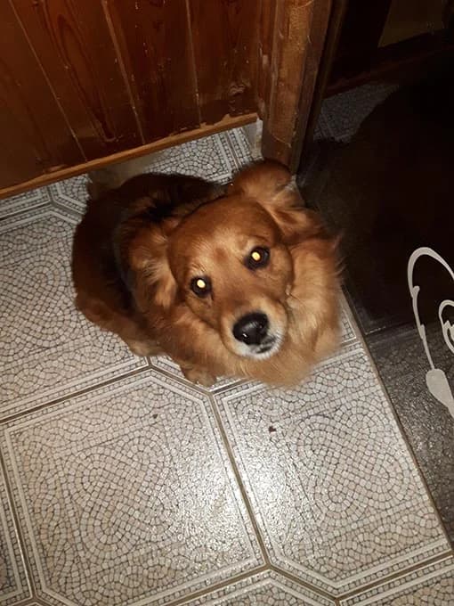 Mittelspitzmix Mischu wird vermisst, 5yo Mixed Breed for adoption at Tierheim Horka, Horka