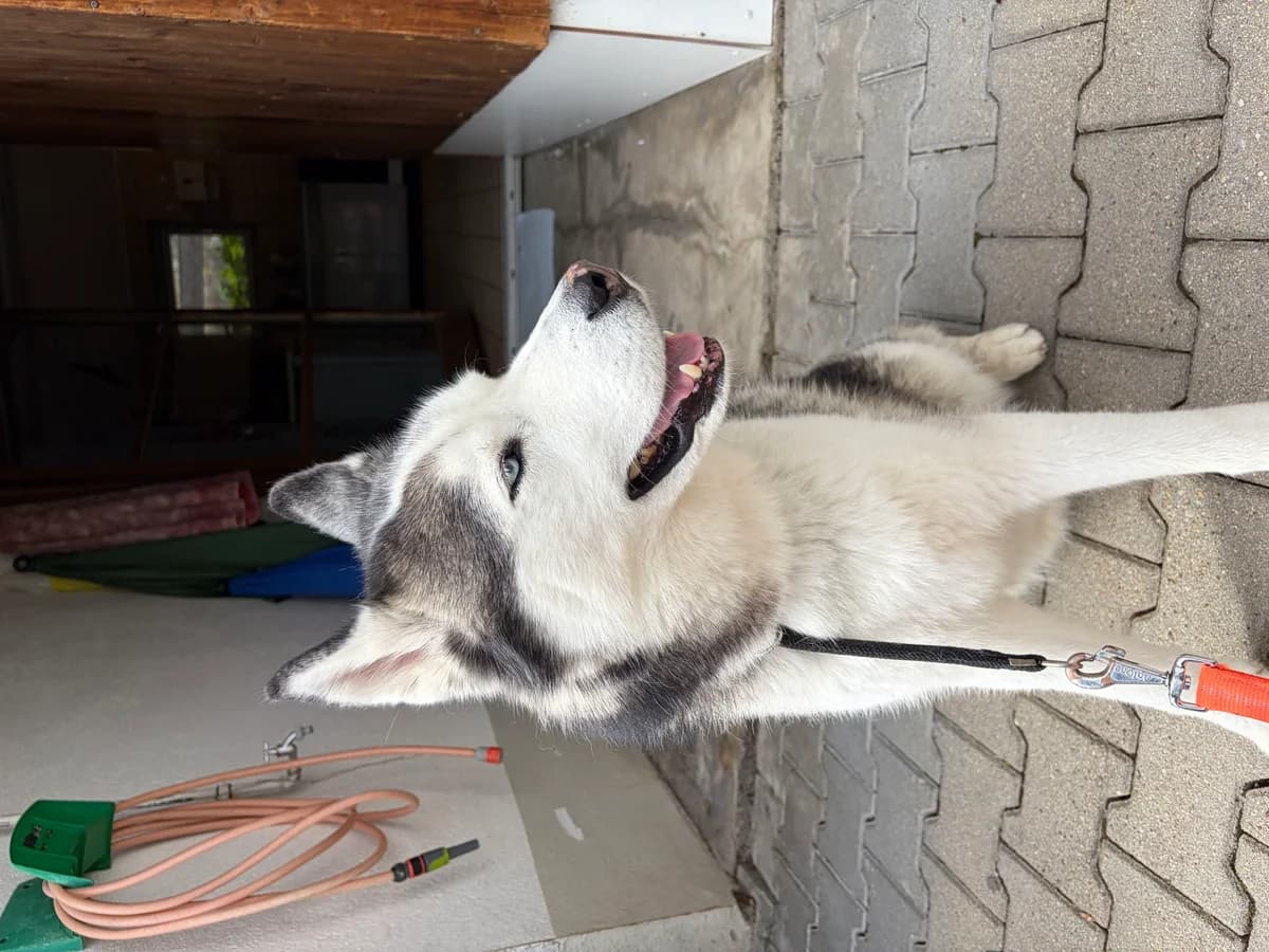 boris, male 6yo Mixed Breed for adoption at Tierheim Immenstadt, Immenstadt