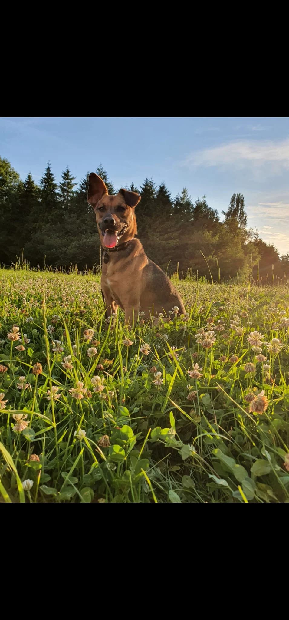 lajka, 6yo Mixed Breed for adoption at Tierheim Immenstadt, Immenstadt