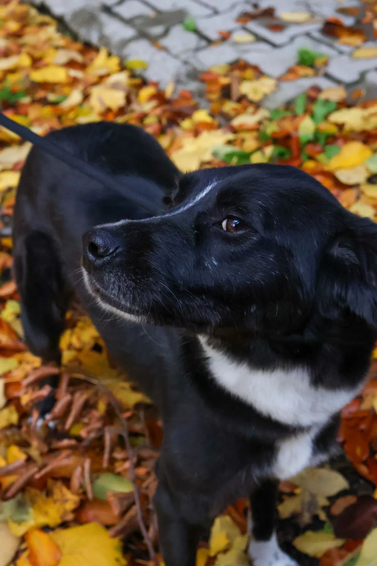 Maja, female 4yo Mixed Breed for adoption at Tierheim Immenstadt, Immenstadt