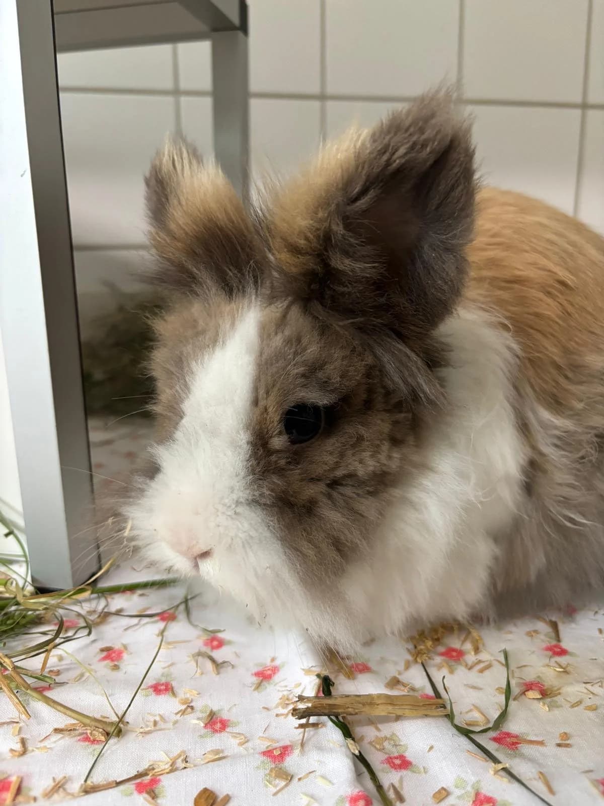 hat interessenten, female senior Mixed Breed for adoption at Tierheim Immenstadt, Immenstadt