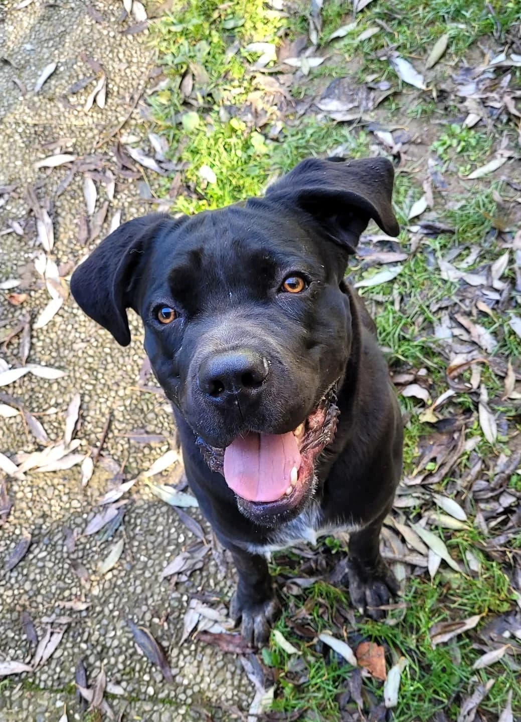 Balu, male 5yo Mixed Breed for adoption at Tierheim Ingolstadt, Ingolstadt