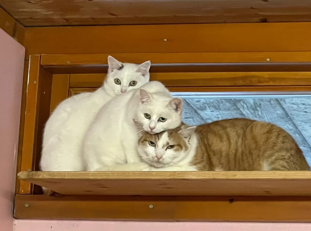 Kovu, Nala und LIv, male 4yo European Shorthair for adoption at Tierheim Ingolstadt, Ingolstadt