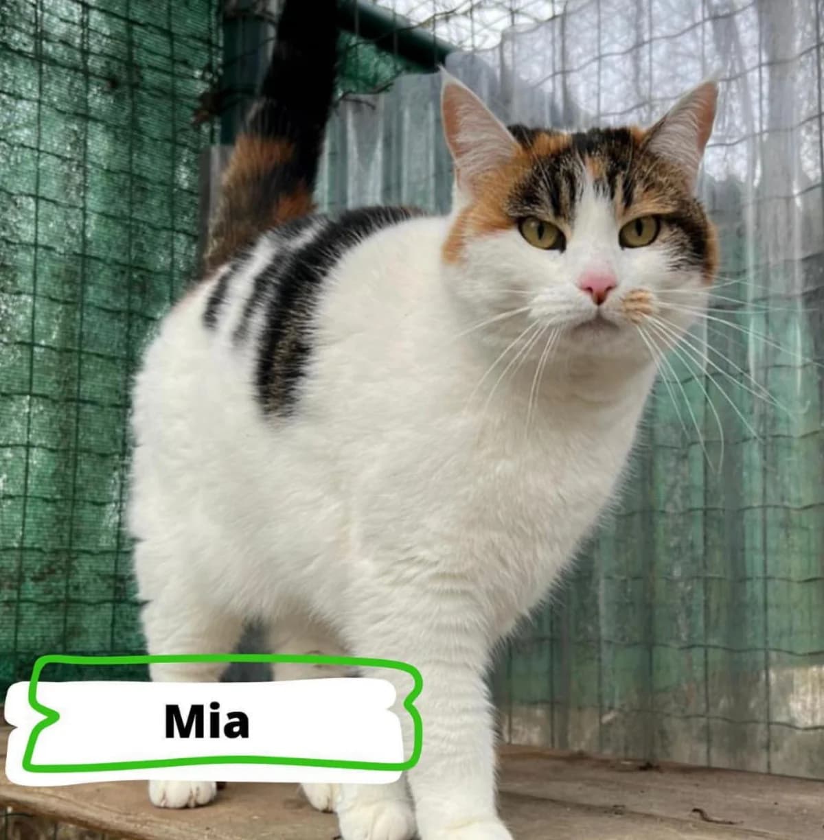 Mia, female 7yo mixed breed for adoption at Tierheim Ingolstadt, Ingolstadt