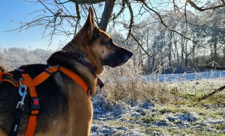 Sheriff, male Mixed Breed for adoption at Tierheim Iserlohn, Iserlohn