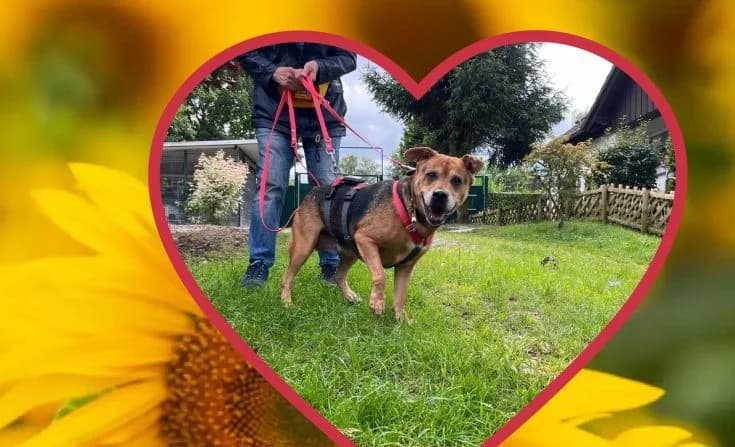 Sissi Suche dringend ein Zuhause, female senior Mixed Breed for adoption at Tierheim Iserlohn, Iserlohn